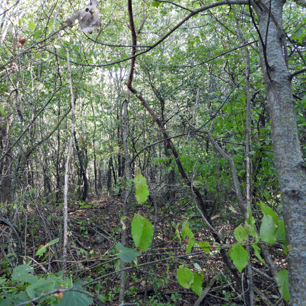 Wald in Bisamberg