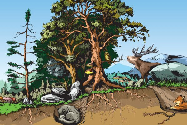 Illustration, die schematisch verschiedene Nischen im Ökosystem wald zeigt