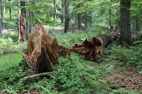 Ein abgebrochener Baum mitten im Laubwald